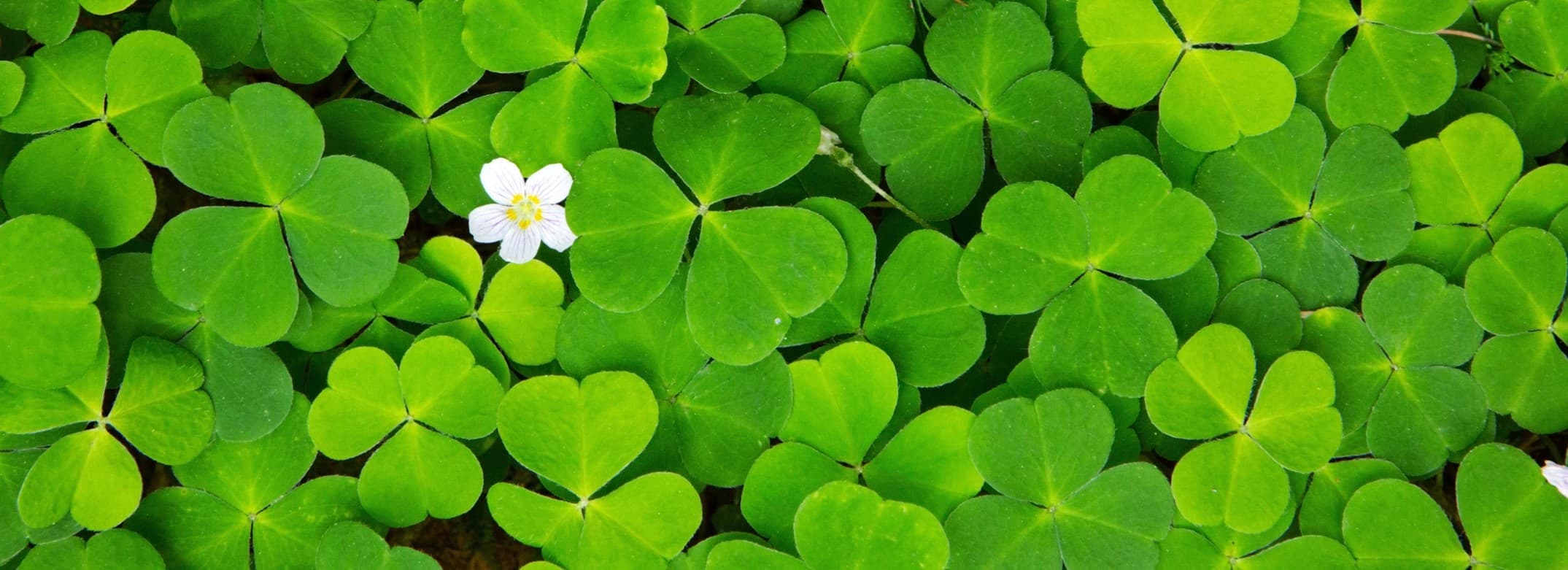 header_image